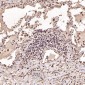 Anti-BDNF Rabbit Monoclonal Antibody